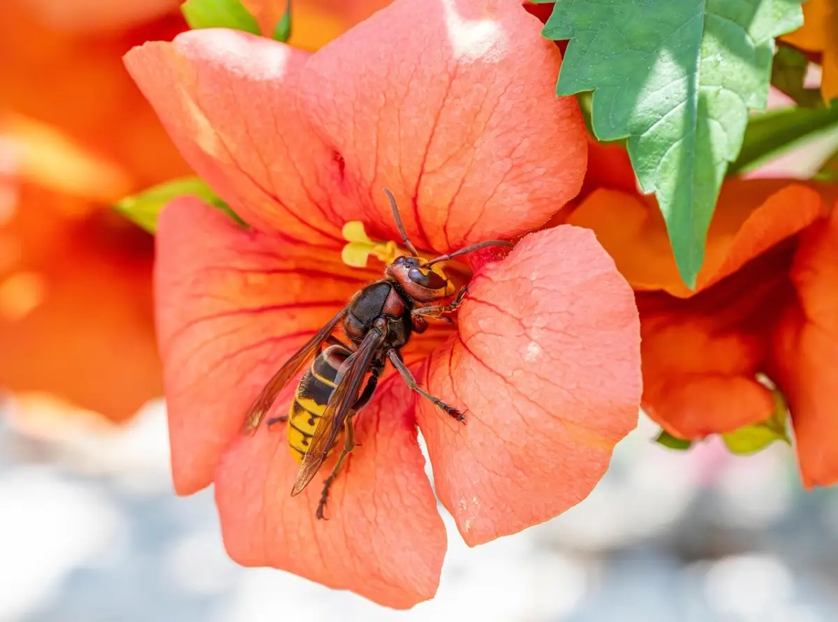 Come eliminare le vespe dal giardino: i 5 rimedi naturali dell’Istituto di Entomologia per un’estate tranquilla Come eliminare le vespe dal giardino: i 5 rimedi naturali dell’Istituto di Entomologia per un’estate tranquilla