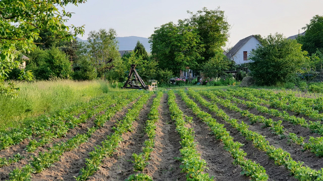Il metodo degli agricoltori per un terreno fertile senza fertilizzanti: ecco come applicarlo ora Il metodo degli agricoltori per un terreno fertile senza fertilizzanti: ecco come applicarlo ora