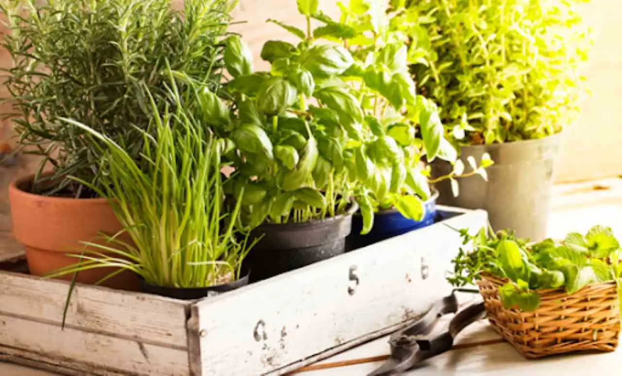 Scopri la pianta aromatica perfetta per balconi assolati: cresce senza fatica e regala profumo tutta l’estate Scopri la pianta aromatica perfetta per balconi assolati: cresce senza fatica e regala profumo tutta l’estate