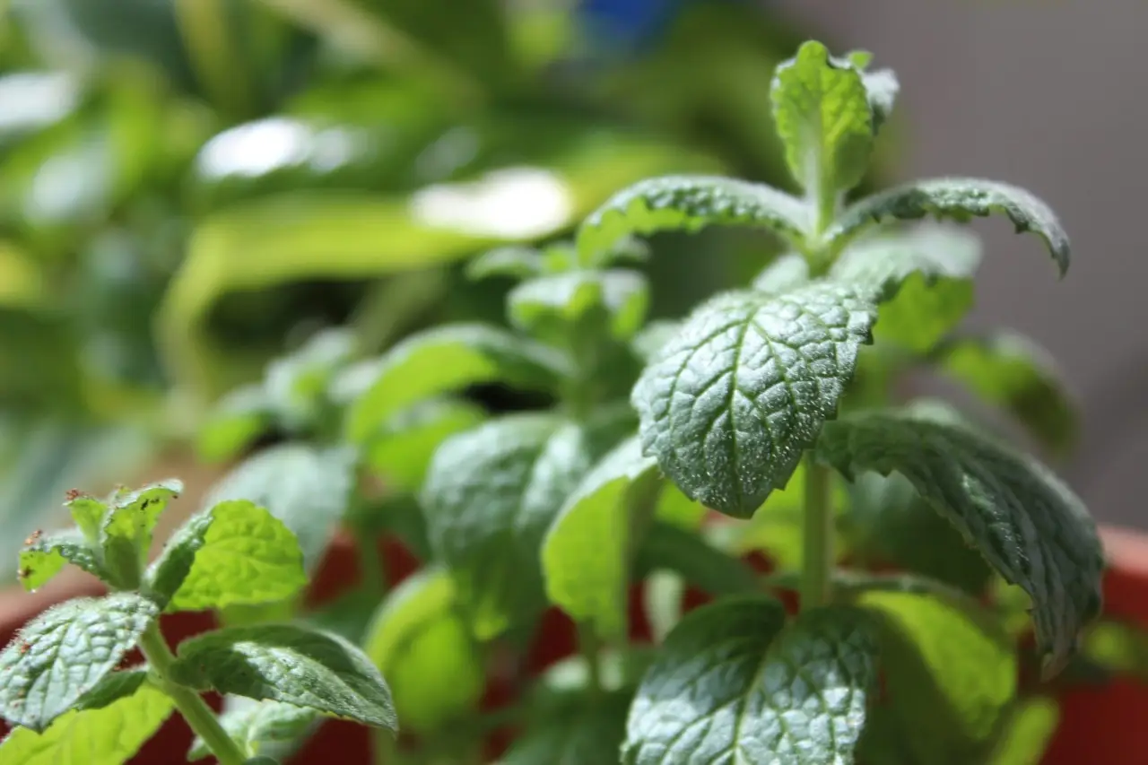 Come ottenere una menta rigogliosa anche nei mesi più caldi: il segreto naturale degli esperti Come ottenere una menta rigogliosa anche nei mesi più caldi: il segreto naturale degli esperti