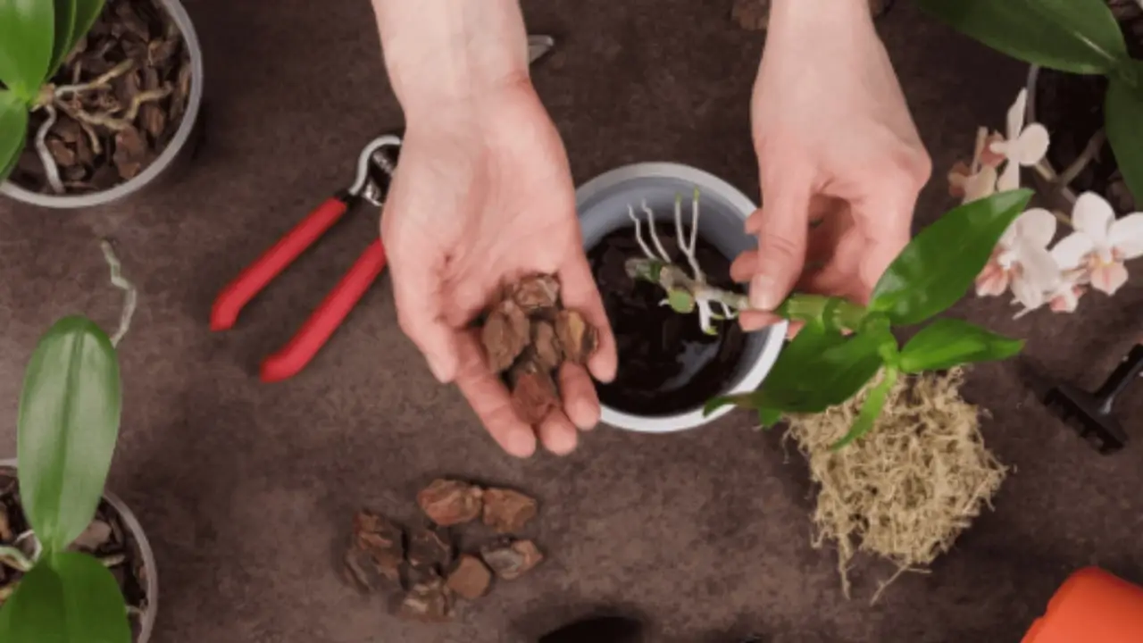 5 soluzioni naturali per eliminare la muffa nei vasi in estate e mantenere piante sane secondo i botanici 5 soluzioni naturali per eliminare la muffa nei vasi in estate e mantenere piante sane secondo i botanici