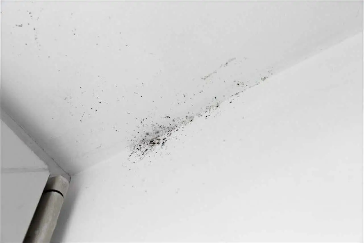 Il trucco pratico per ridurre subito l’umidità in casa: la guida dei biologi vegetali per l’estate 2025 Il trucco pratico per ridurre subito l’umidità in casa: la guida dei biologi vegetali per l’estate 2025