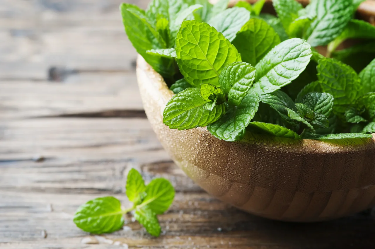 Come ottenere una menta rigogliosa in pieno sole: il consiglio naturale Come ottenere una menta rigogliosa in pieno sole: il consiglio naturale