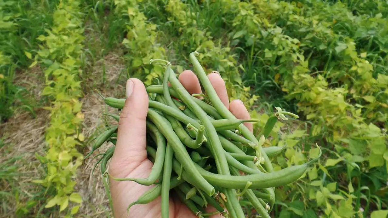 Vuoi fagiolini più teneri e grandi? Prova il metodo dell’irrigazione mirata spiegato dagli agronomi Vuoi fagiolini più teneri e grandi? Prova il metodo dell’irrigazione mirata spiegato dagli agronomi