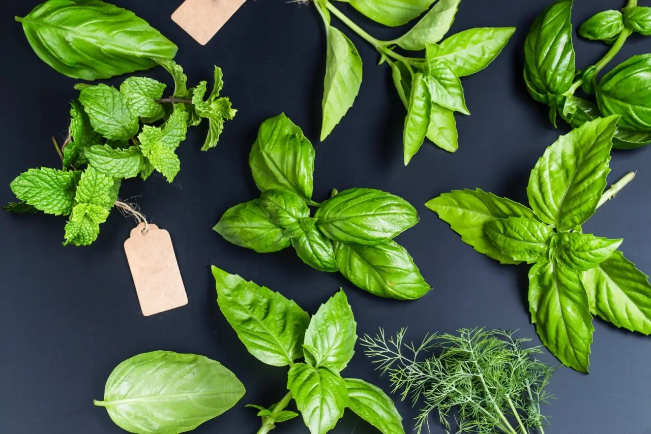 Scopri la pianta aromatica perfetta per balconi assolati: cresce senza fatica e regala profumo per tutta l’estate Scopri la pianta aromatica perfetta per balconi assolati: cresce senza fatica e regala profumo per tutta l’estate