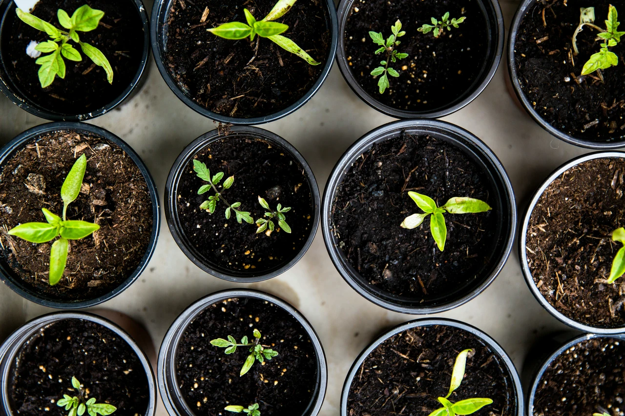 5 trucchi per mantenere le radici sane nei vasi a giugno: la guida pratica dei vivaisti 5 trucchi per mantenere le radici sane nei vasi a giugno: la guida pratica dei vivaisti