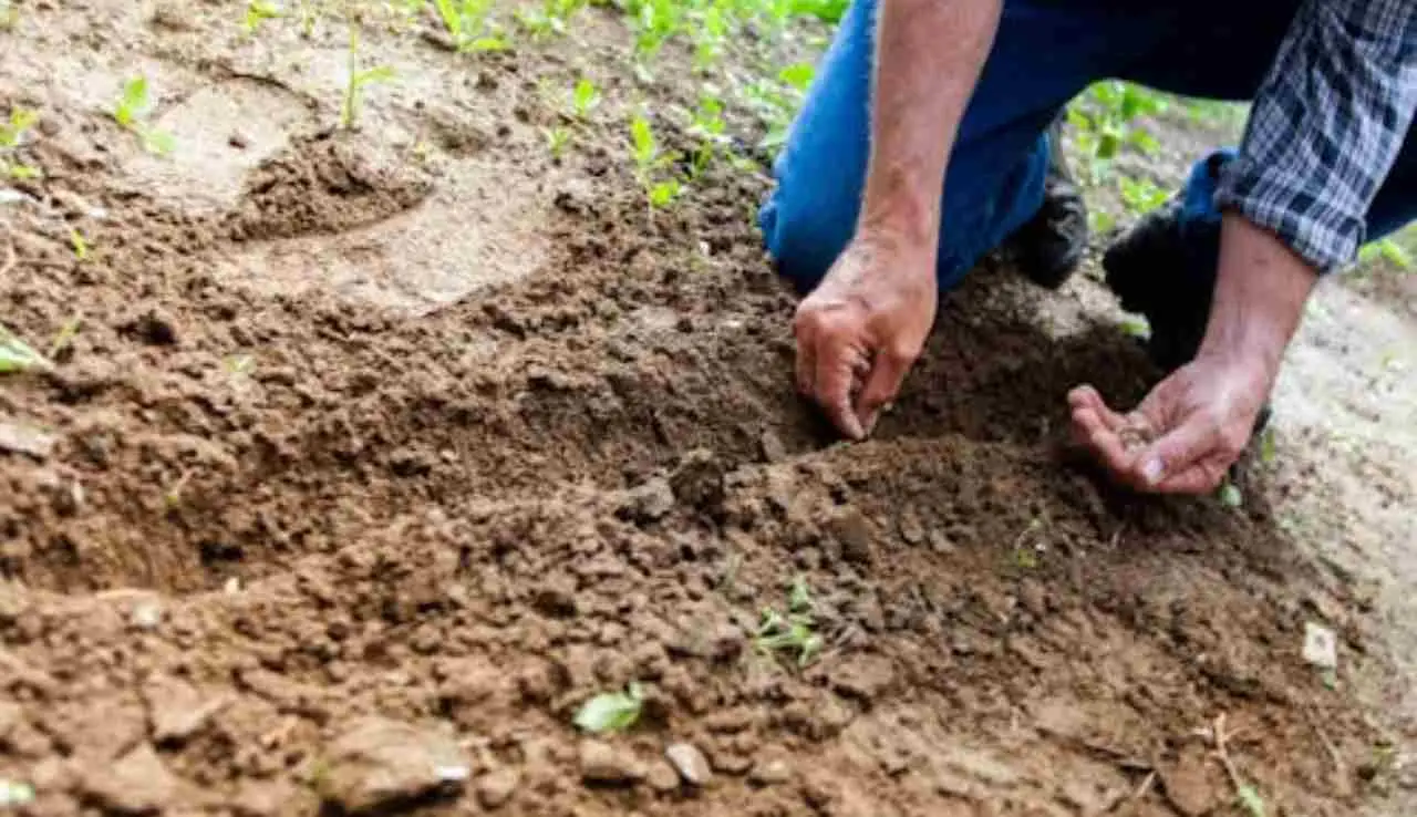 Il metodo degli agricoltori per un terreno fertile senza fertilizzanti: ecco come applicarlo ora Il metodo degli agricoltori per un terreno fertile senza fertilizzanti: ecco come applicarlo ora