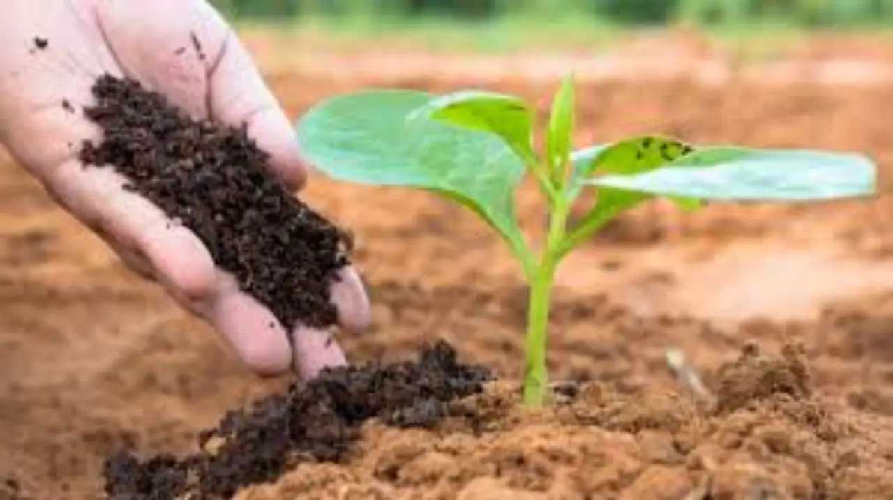 Il metodo degli agricoltori per un terreno fertile senza fertilizzanti: ecco come applicarlo ora Il metodo degli agricoltori per un terreno fertile senza fertilizzanti: ecco come applicarlo ora