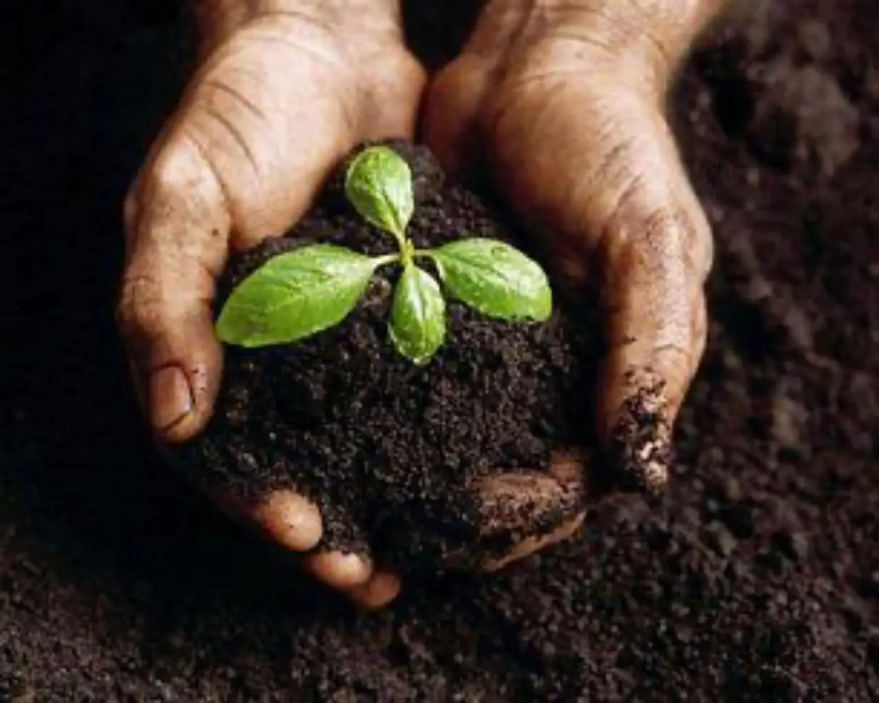 Il metodo degli agricoltori per un terreno fertile senza fertilizzanti: ecco come applicarlo ora Il metodo degli agricoltori per un terreno fertile senza fertilizzanti: ecco come applicarlo ora