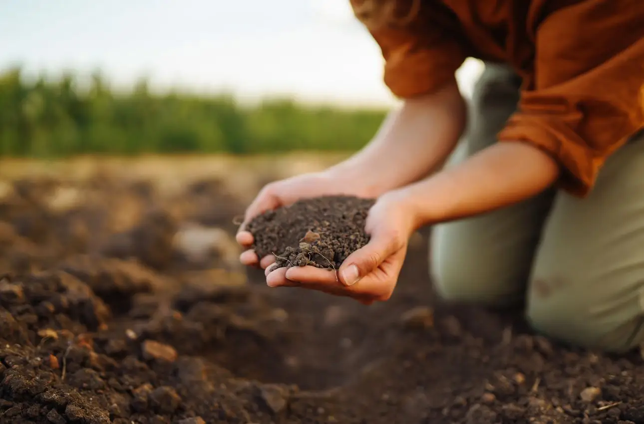 Il metodo degli agricoltori per un terreno fertile senza fertilizzanti: ecco come applicarlo ora Il metodo degli agricoltori per un terreno fertile senza fertilizzanti: ecco come applicarlo ora