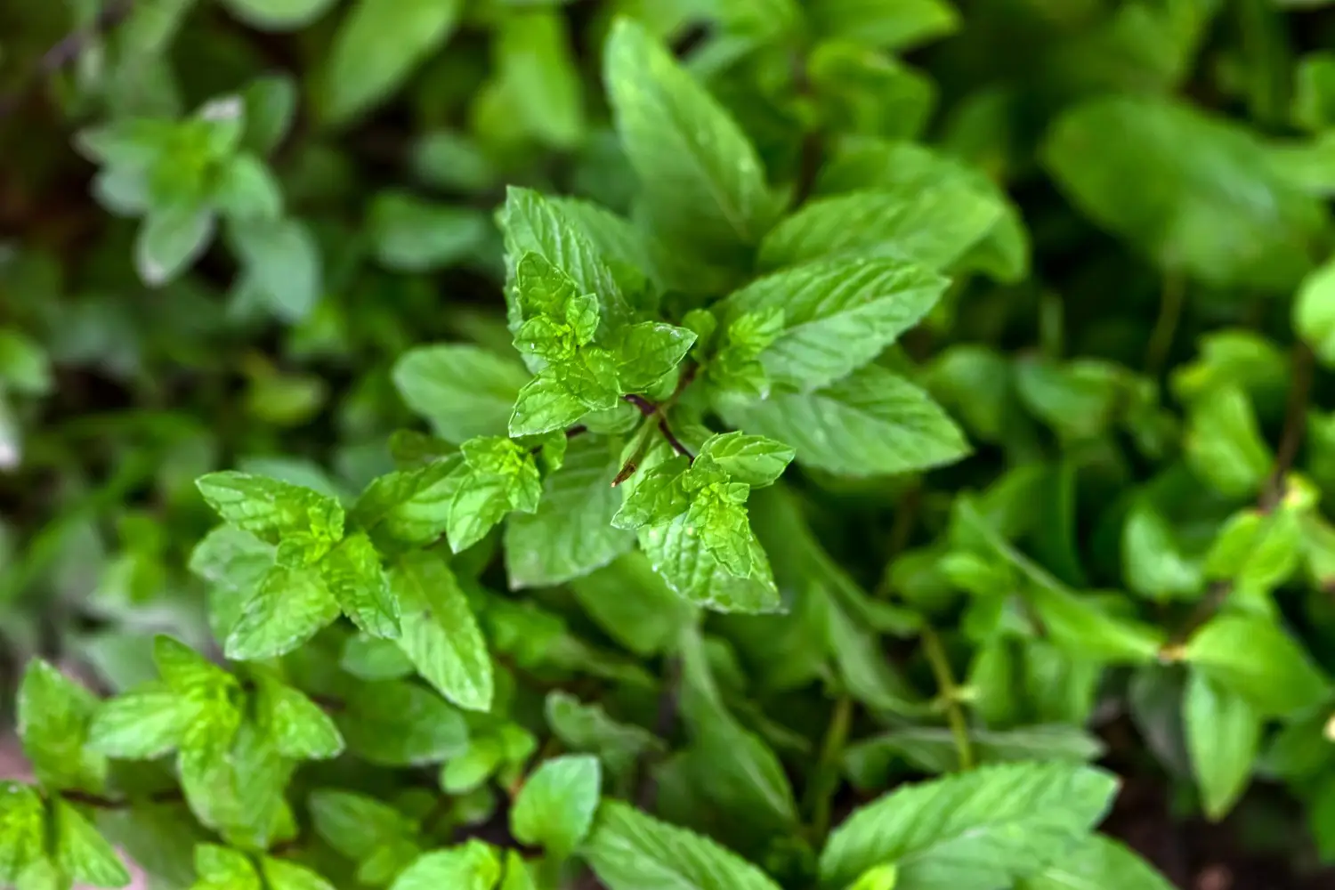 Come ottenere una menta rigogliosa anche nei mesi più caldi: il segreto naturale degli esperti Come ottenere una menta rigogliosa anche nei mesi più caldi: il segreto naturale degli esperti