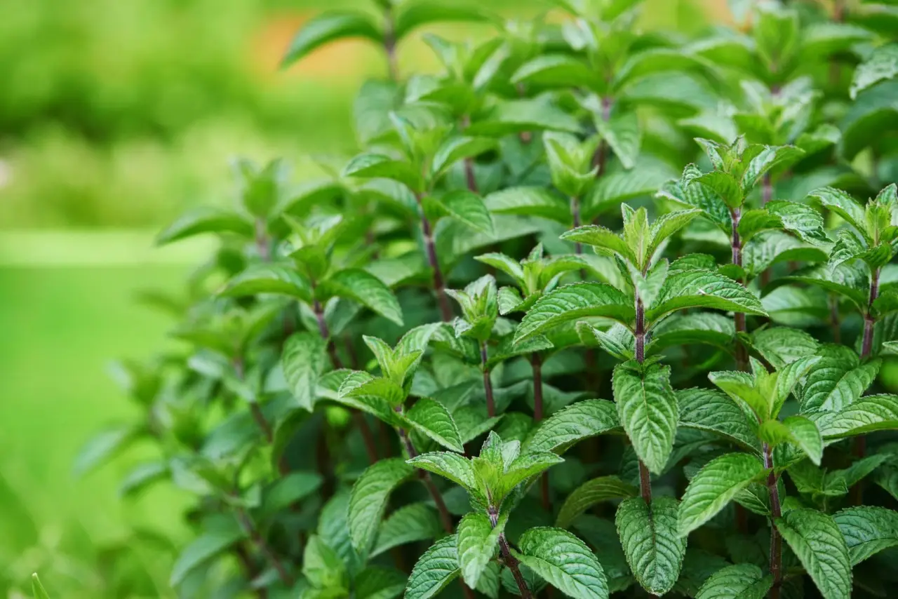 Come ottenere una menta rigogliosa anche nei mesi più caldi: il segreto naturale degli esperti Come ottenere una menta rigogliosa anche nei mesi più caldi: il segreto naturale degli esperti