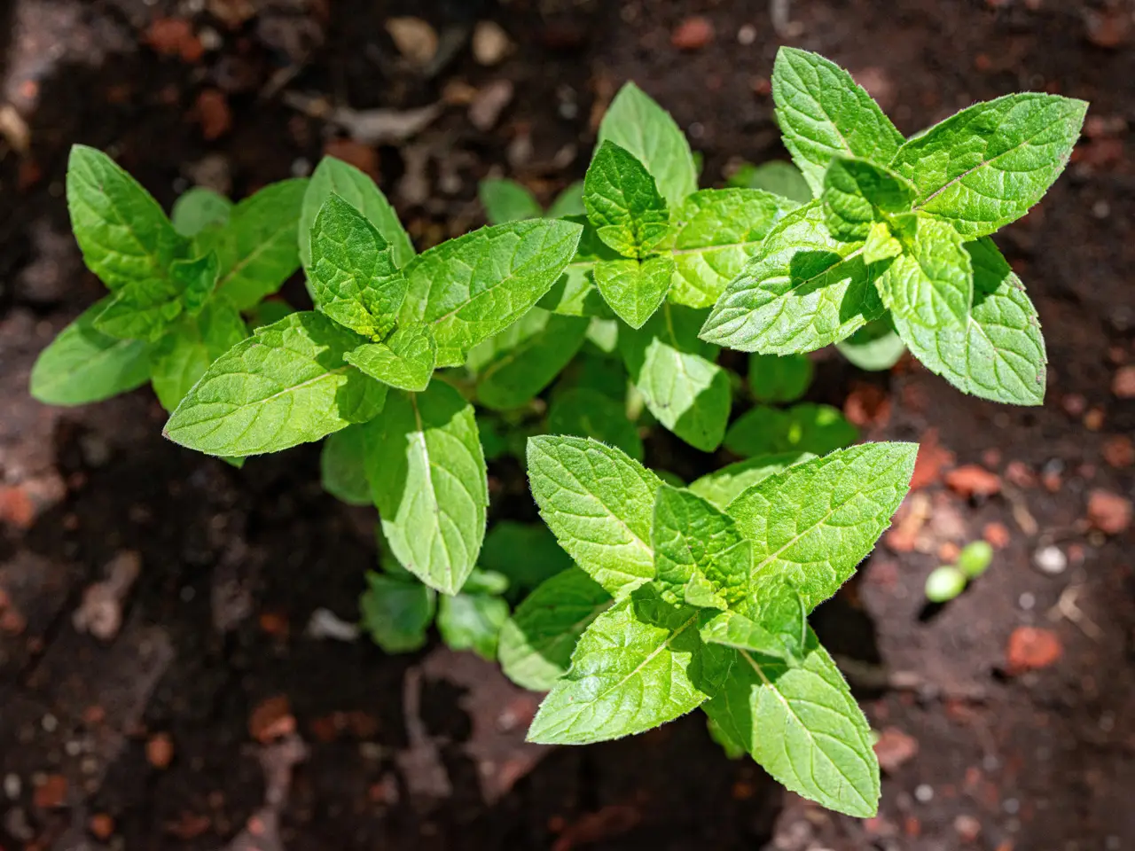 Come ottenere una menta rigogliosa anche nei mesi più caldi: il segreto naturale degli esperti Come ottenere una menta rigogliosa anche nei mesi più caldi: il segreto naturale degli esperti