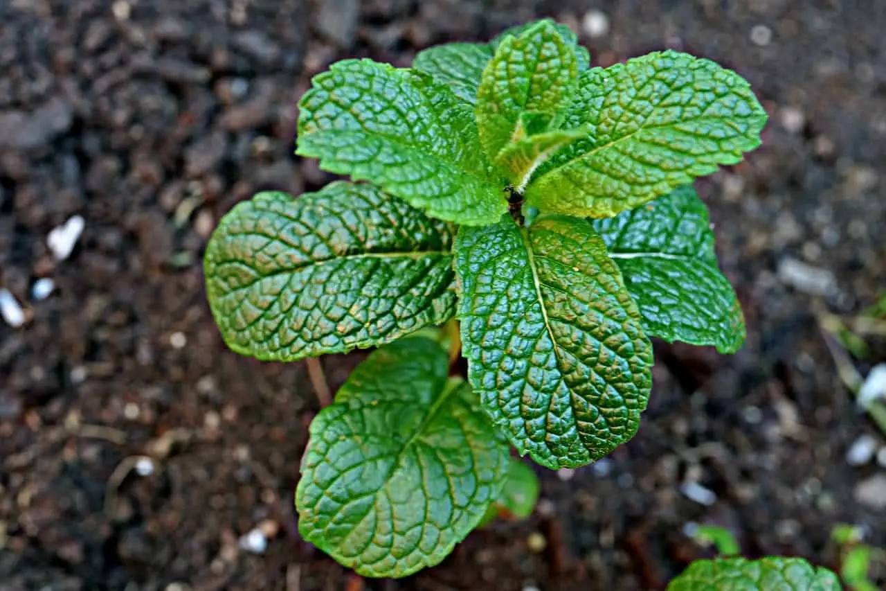 Come ottenere una menta rigogliosa anche nei mesi più caldi: il segreto naturale degli esperti Come ottenere una menta rigogliosa anche nei mesi più caldi: il segreto naturale degli esperti
