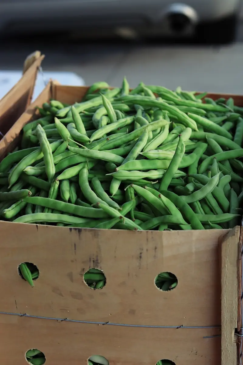 Vuoi fagiolini più grandi e teneri? Prova il trucchetto dell’irrigazione mirata raccomandato dagli agronomi Vuoi fagiolini più grandi e teneri? Prova il trucchetto dell’irrigazione mirata raccomandato dagli agronomi
