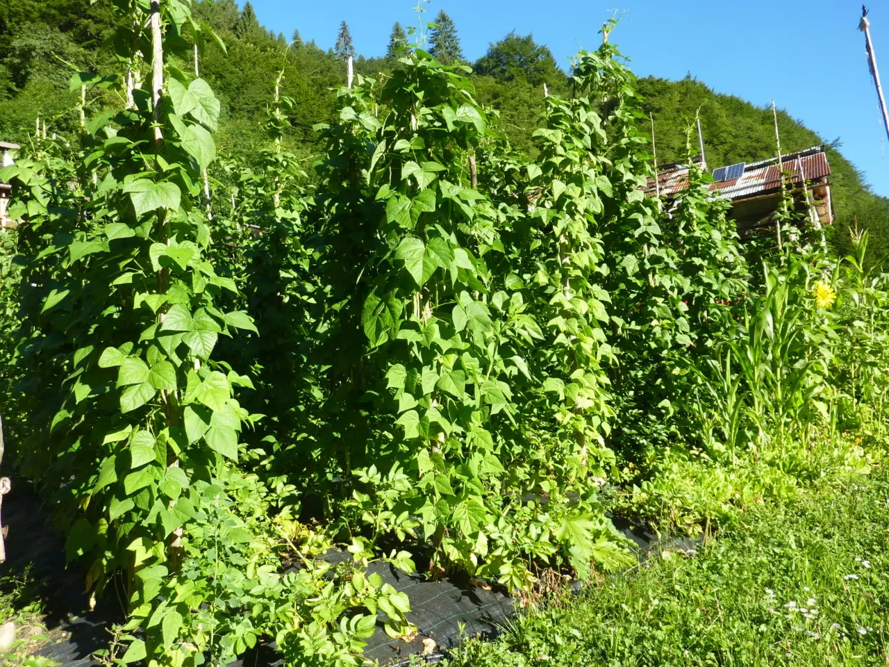 Vuoi fagiolini più grandi e teneri? Prova il trucchetto dell’irrigazione mirata raccomandato dagli agronomi Vuoi fagiolini più grandi e teneri? Prova il trucchetto dell’irrigazione mirata raccomandato dagli agronomi