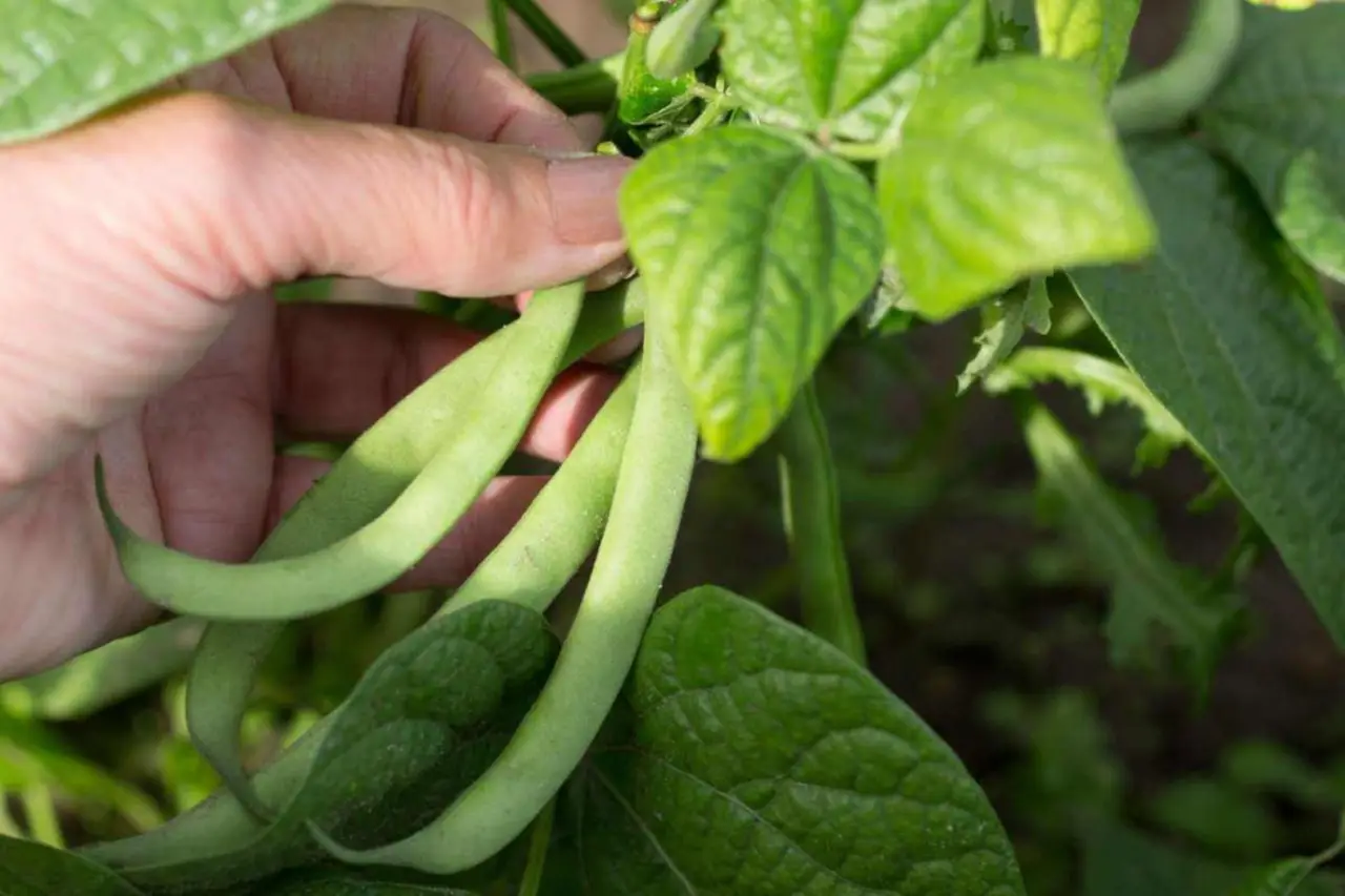 Vuoi fagiolini più grandi e teneri? Prova il trucchetto dell’irrigazione mirata raccomandato dagli agronomi Vuoi fagiolini più grandi e teneri? Prova il trucchetto dell’irrigazione mirata raccomandato dagli agronomi