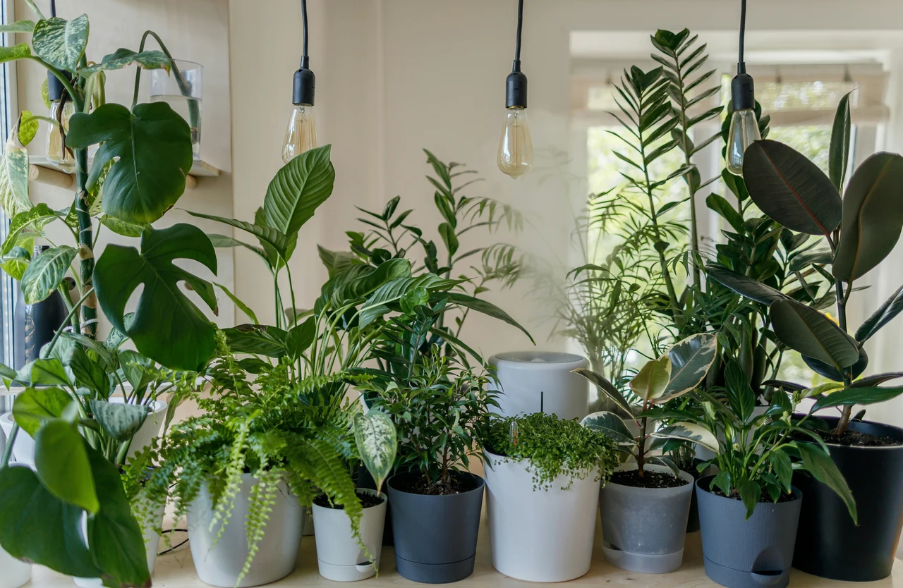 Come ridurre subito l’umidità in casa con piante da appartamento: i consigli pratici dei biologi vegetali per l’estate 2025 Come ridurre subito l’umidità in casa con piante da appartamento: i consigli pratici dei biologi vegetali per l’estate 2025