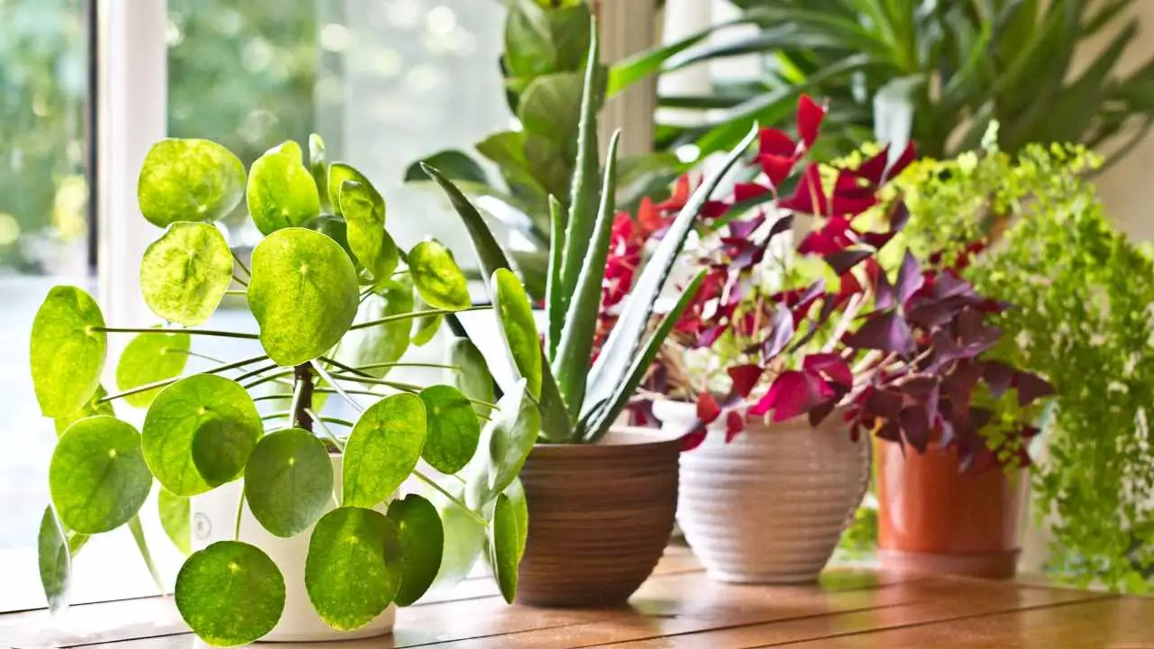 Come ridurre subito l’umidità in casa con piante da appartamento: i consigli pratici dei biologi vegetali per l’estate 2025 Come ridurre subito l’umidità in casa con piante da appartamento: i consigli pratici dei biologi vegetali per l’estate 2025