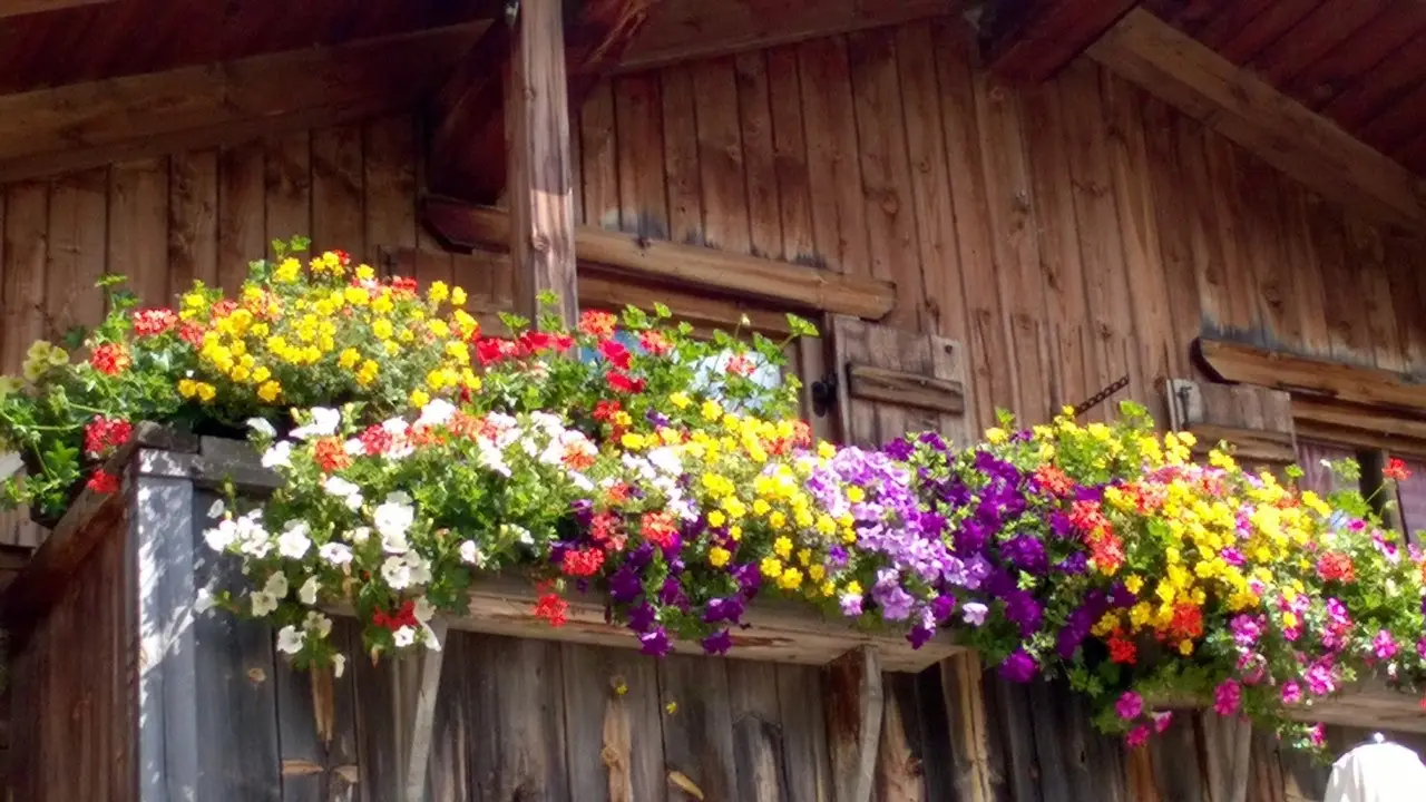 Come proteggere i fiori da balcone dal vento di giugno: la selezione dei vivaisti per terrazzi esposti Come proteggere i fiori da balcone dal vento di giugno: la selezione dei vivaisti per terrazzi esposti