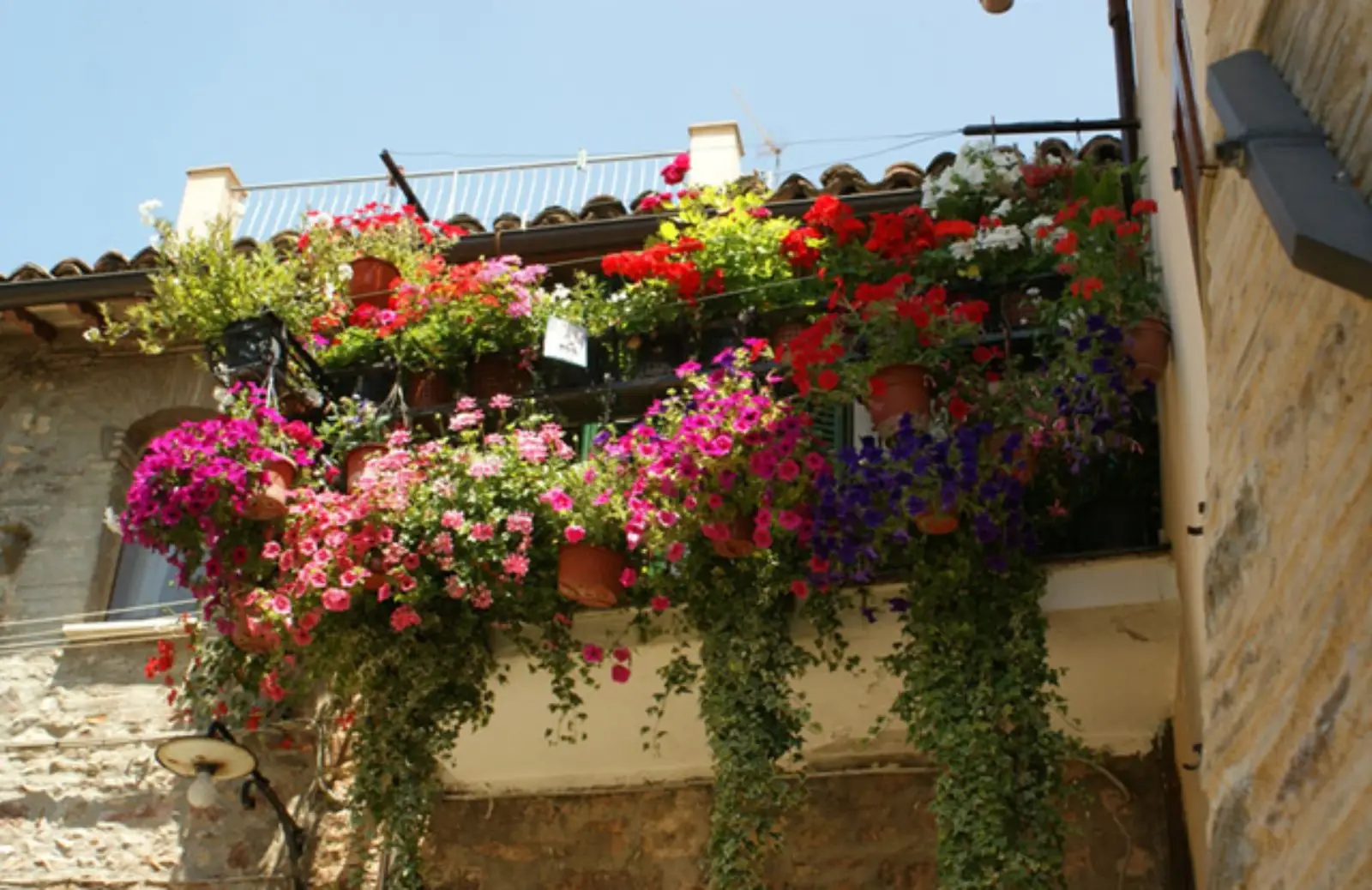 Come proteggere i fiori da balcone dal vento di giugno: la selezione dei vivaisti per terrazzi esposti Come proteggere i fiori da balcone dal vento di giugno: la selezione dei vivaisti per terrazzi esposti