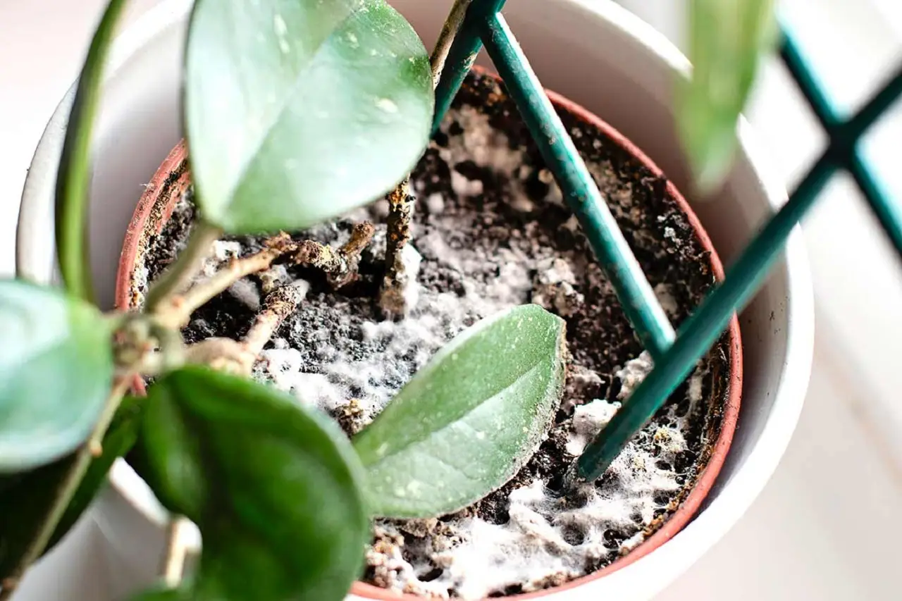 5 soluzioni naturali per eliminare la muffa nei vasi in estate e mantenere piante sane secondo i botanici 5 soluzioni naturali per eliminare la muffa nei vasi in estate e mantenere piante sane secondo i botanici