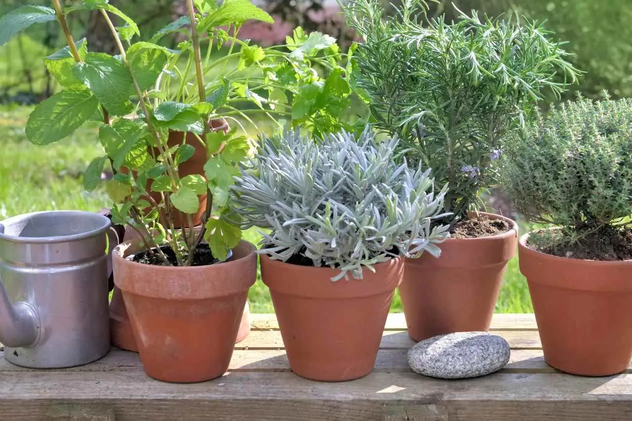 5 soluzioni naturali per eliminare la muffa nei vasi in estate e mantenere piante sane secondo i botanici 5 soluzioni naturali per eliminare la muffa nei vasi in estate e mantenere piante sane secondo i botanici