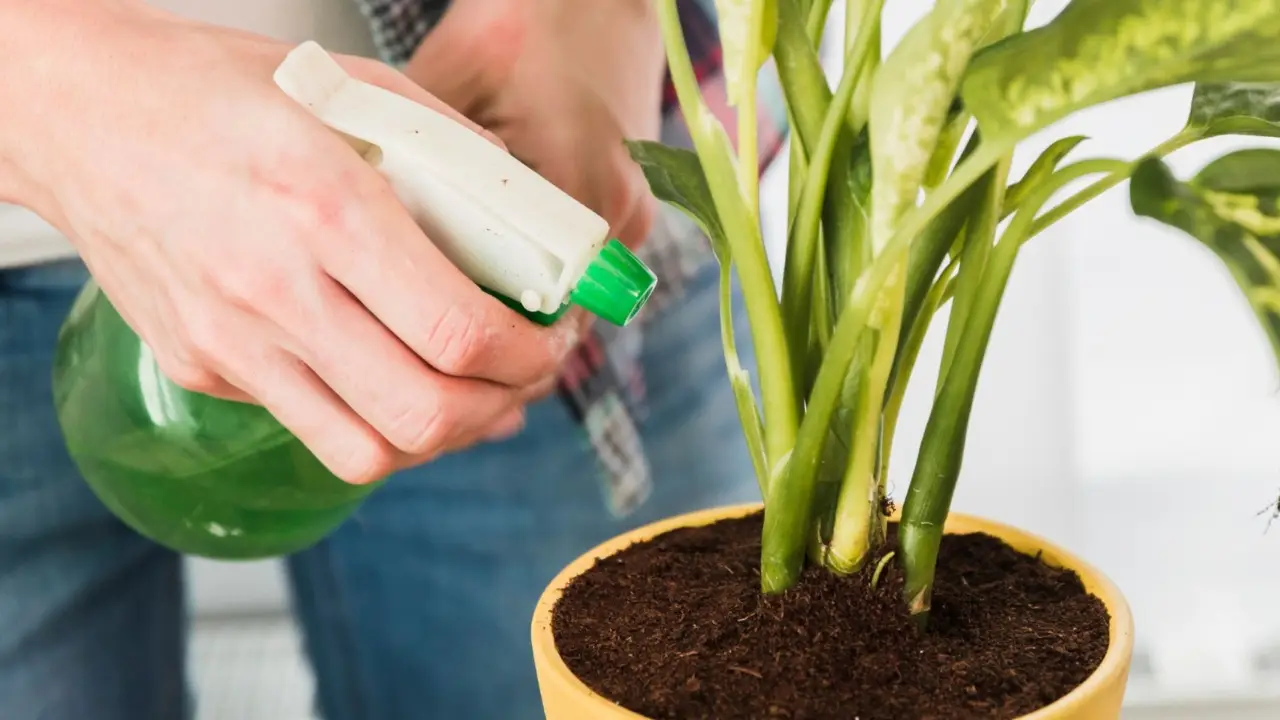 5 soluzioni naturali per eliminare la muffa nei vasi in estate e mantenere piante sane secondo i botanici 5 soluzioni naturali per eliminare la muffa nei vasi in estate e mantenere piante sane secondo i botanici