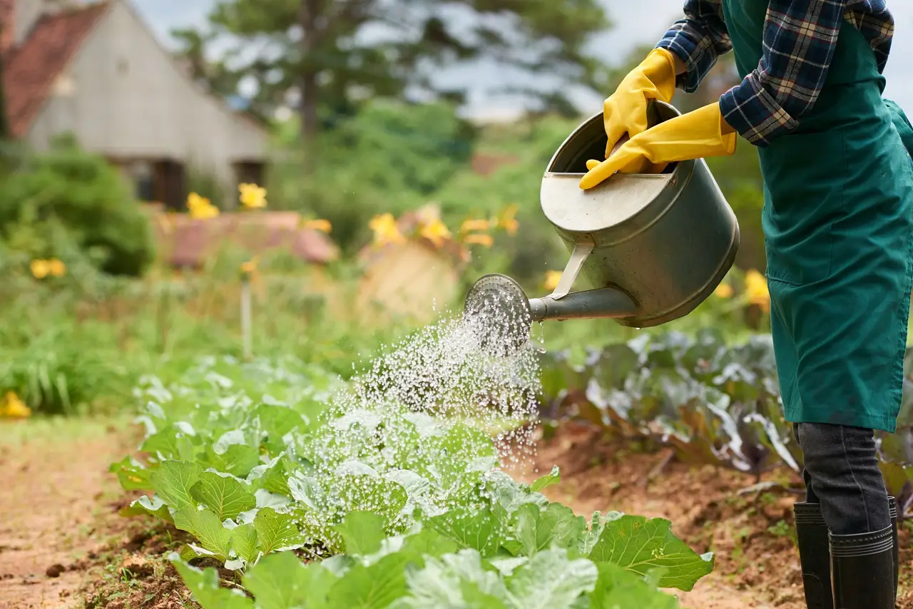 Vuoi fagiolini più teneri e grandi? Prova il metodo dell’irrigazione mirata spiegato dagli agronomi Vuoi fagiolini più teneri e grandi? Prova il metodo dell’irrigazione mirata spiegato dagli agronomi