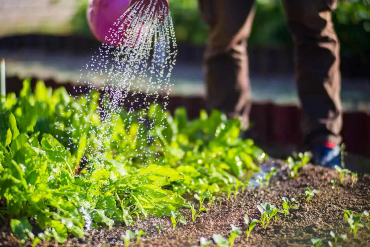 Vuoi fagiolini più teneri e grandi? Prova il metodo dell’irrigazione mirata spiegato dagli agronomi Vuoi fagiolini più teneri e grandi? Prova il metodo dell’irrigazione mirata spiegato dagli agronomi