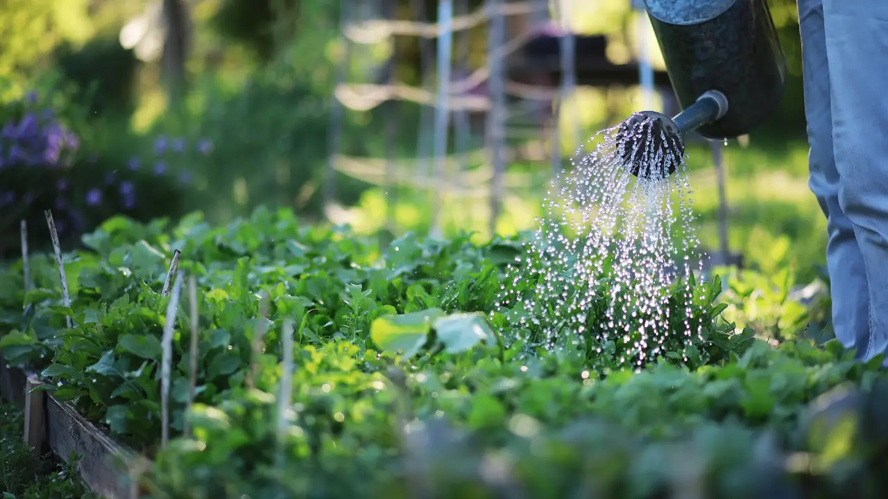 Vuoi fagiolini più teneri e grandi? Prova il metodo dell’irrigazione mirata spiegato dagli agronomi Vuoi fagiolini più teneri e grandi? Prova il metodo dell’irrigazione mirata spiegato dagli agronomi