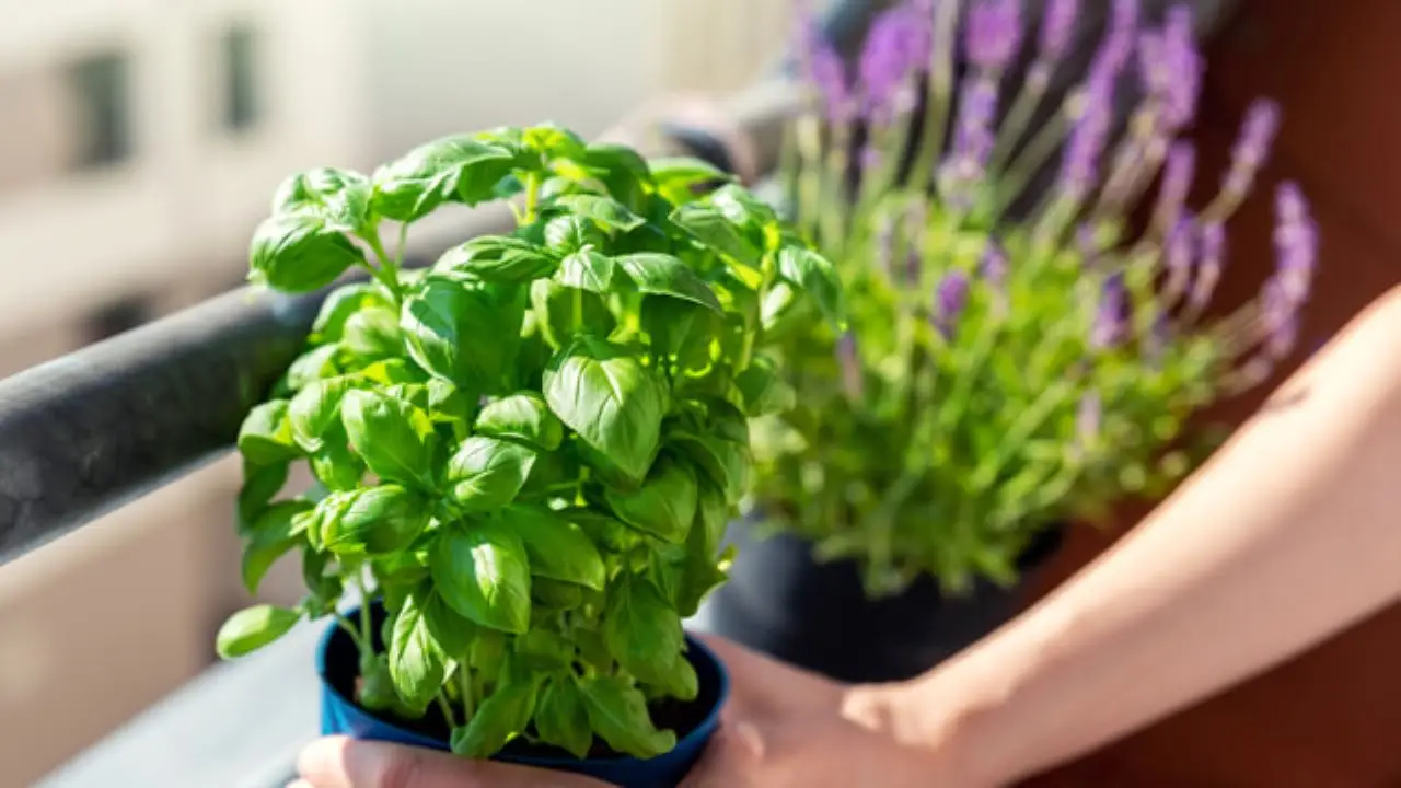 Scopri la pianta aromatica perfetta per balconi assolati: cresce senza fatica e regala profumo per tutta l’estate Scopri la pianta aromatica perfetta per balconi assolati: cresce senza fatica e regala profumo per tutta l’estate
