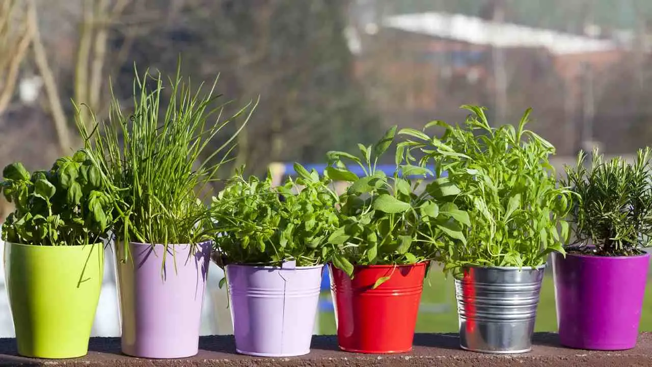 Scopri la pianta aromatica perfetta per balconi assolati: cresce senza fatica e regala profumo per tutta l’estate Scopri la pianta aromatica perfetta per balconi assolati: cresce senza fatica e regala profumo per tutta l’estate