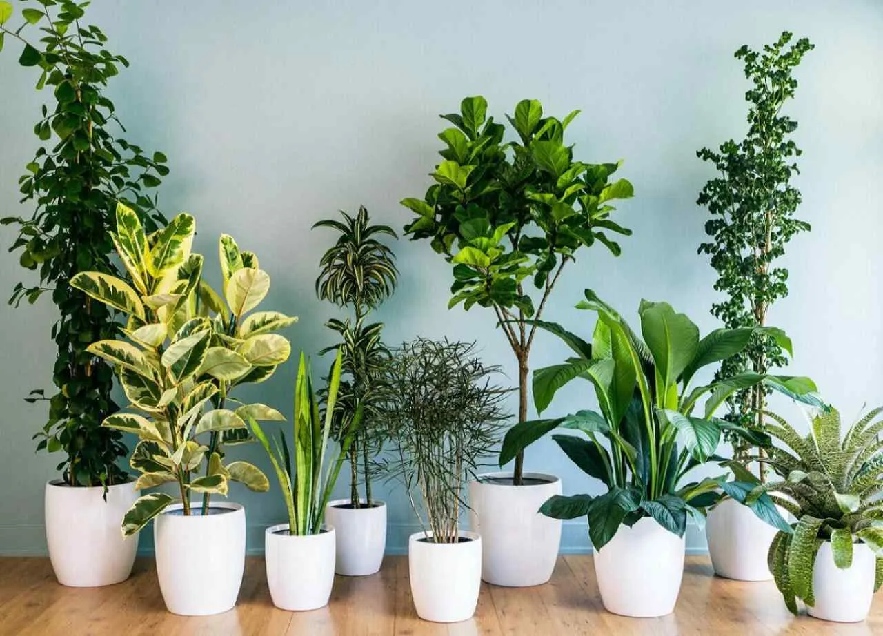 5 strategie per ridurre subito l’umidità in casa con piante d’appartamento: la guida dei biologi vegetali per giugno 5 strategie per ridurre subito l’umidità in casa con piante d’appartamento: la guida dei biologi vegetali per giugno
