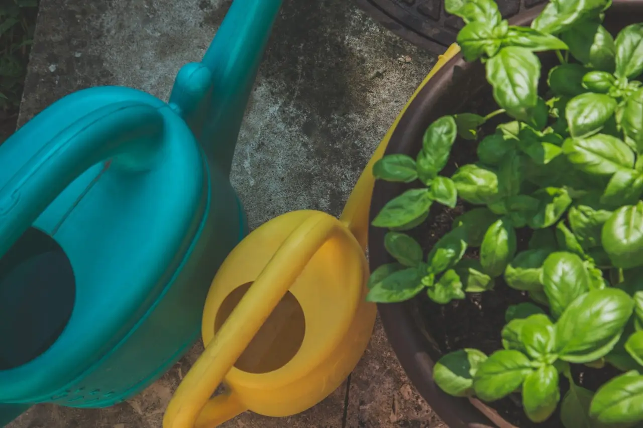 Come prevenire la muffa nei sottovasi in estate: la soluzione pratica dei vivaisti per balconi sani Come prevenire la muffa nei sottovasi in estate: la soluzione pratica dei vivaisti per balconi sani