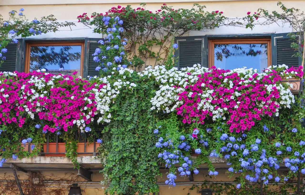 Come creare ombra naturale sul balcone: le varietà rampicanti più efficaci per giugno secondo i paesaggisti Come creare ombra naturale sul balcone: le varietà rampicanti più efficaci per giugno secondo i paesaggisti