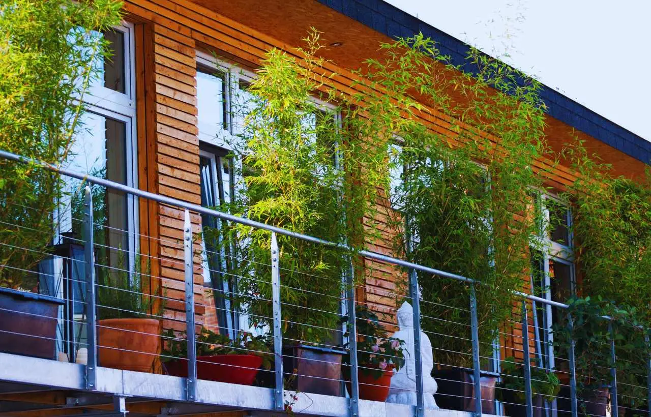 Come creare ombra naturale sul balcone: le varietà rampicanti più efficaci per giugno secondo i paesaggisti Come creare ombra naturale sul balcone: le varietà rampicanti più efficaci per giugno secondo i paesaggisti