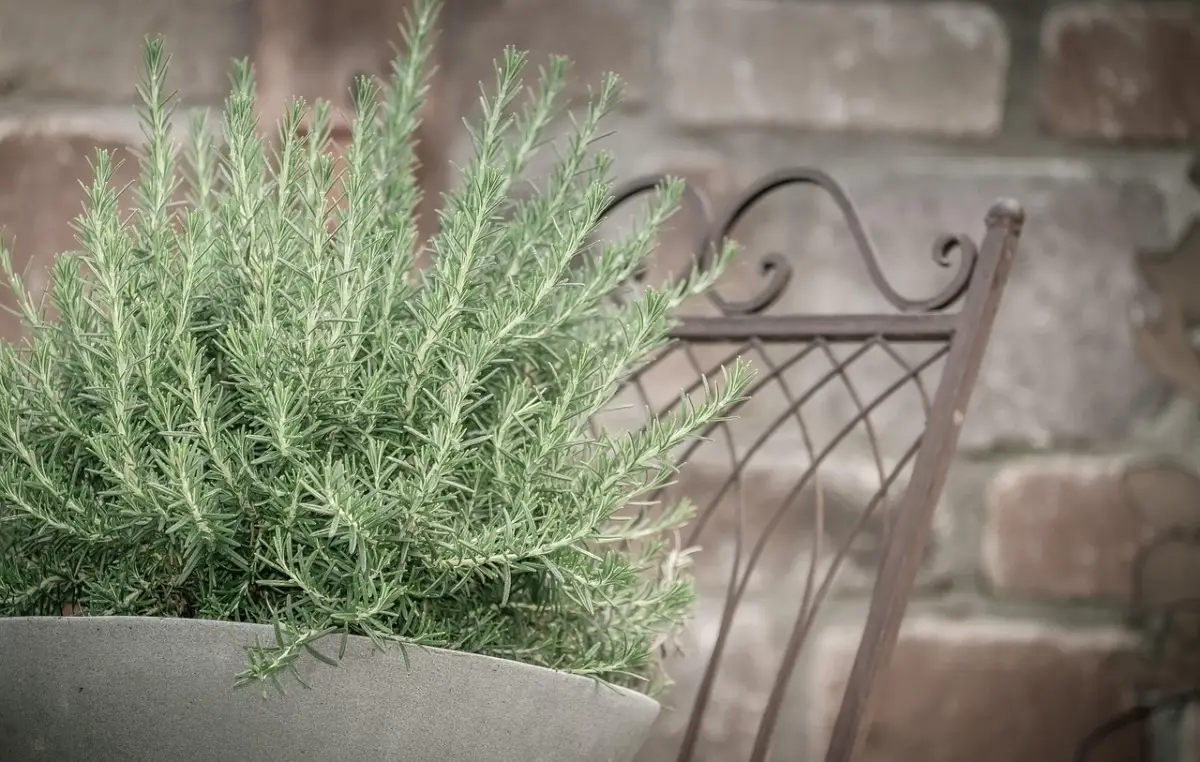 Scopri la pianta aromatica che resiste al sole intenso e profuma il balcone per tutta l’estate Scopri la pianta aromatica che resiste al sole intenso e profuma il balcone per tutta l’estate