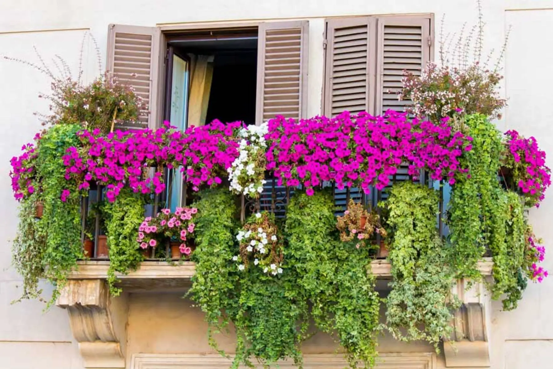 Scopri la pianta aromatica che resiste al sole intenso e profuma il balcone per tutta l’estate Scopri la pianta aromatica che resiste al sole intenso e profuma il balcone per tutta l’estate